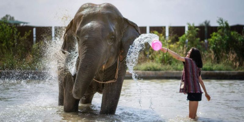 Feeding and bathing rescued elephants
